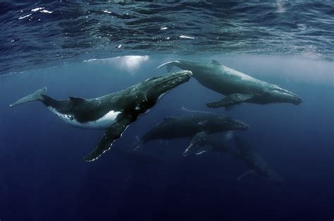 do whales travel in groups